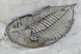 Dalmanites Trilobite Fossil - New York #99083-3
